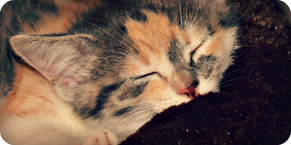 DSC_0669 - Version 2.jpg