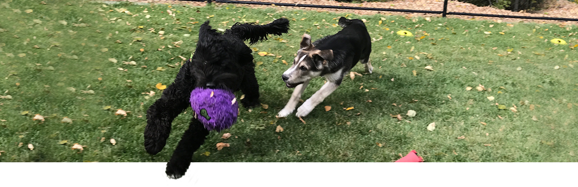 Prince Albert's Premier